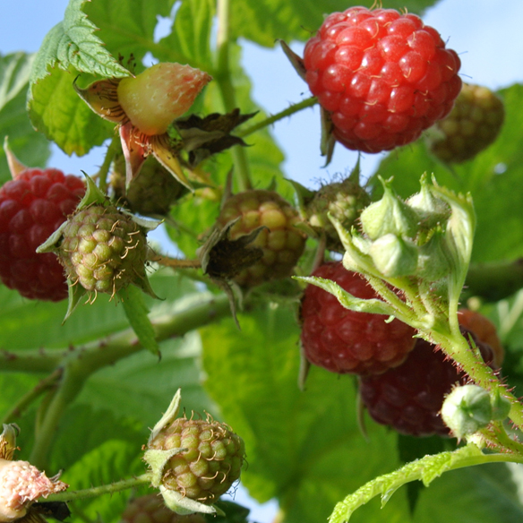 Himbeeren